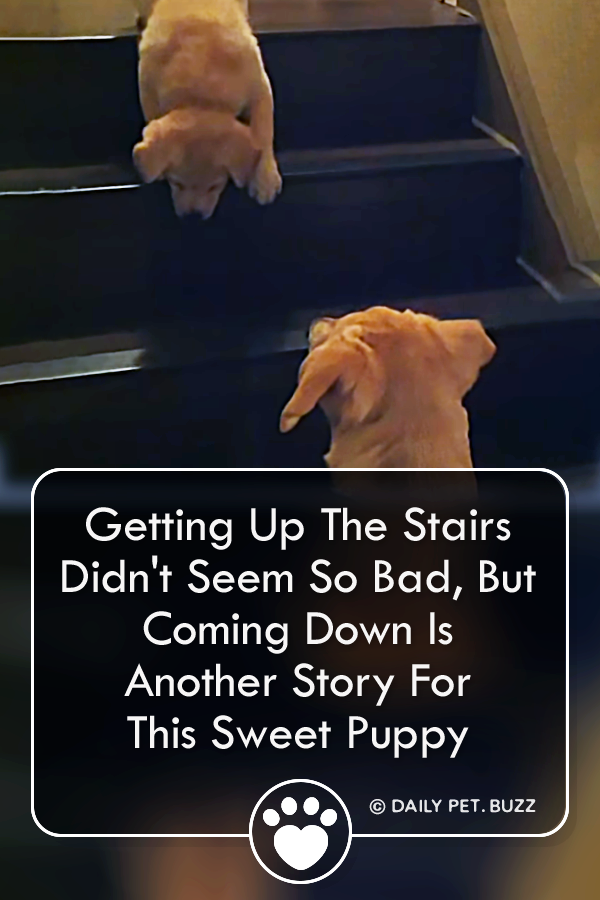 Getting Up The Stairs Didn\'t Seem So Bad, But Coming Down Is Another Story For This Sweet Puppy