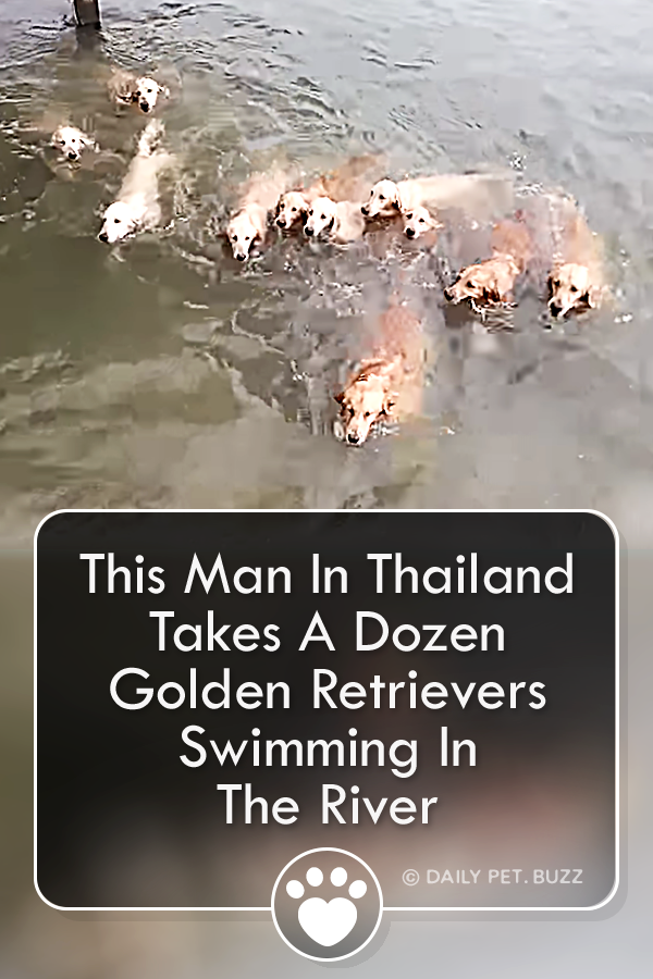 This Man In Thailand Takes A Dozen Golden Retrievers Swimming In The River