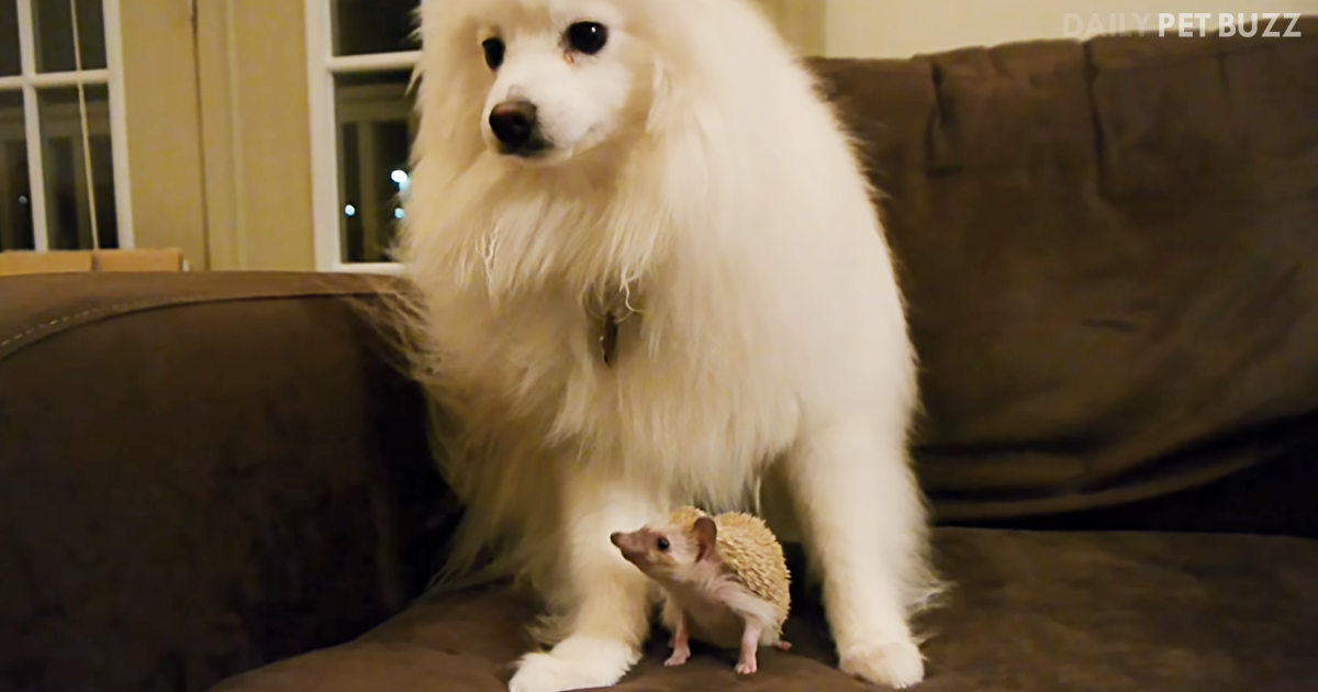 Tiny Hedgehog And Big Dog Form The Most Unlikely Friendship