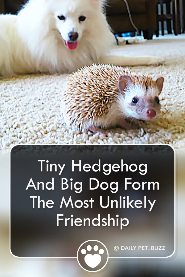 Tiny Hedgehog And Big Dog Form The Most Unlikely Friendship