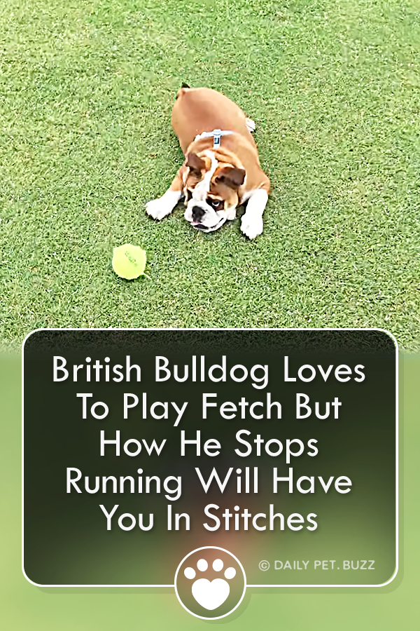 British Bulldog Loves To Play Fetch But How He Stops Running Will Have You In Stitches
