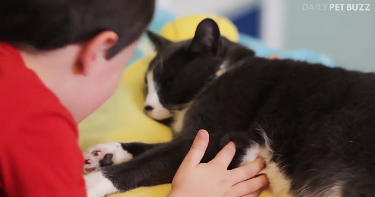 Billy The Cat Has Transformed Autistic Boy's Life – This Pair Share A Very Special Bond