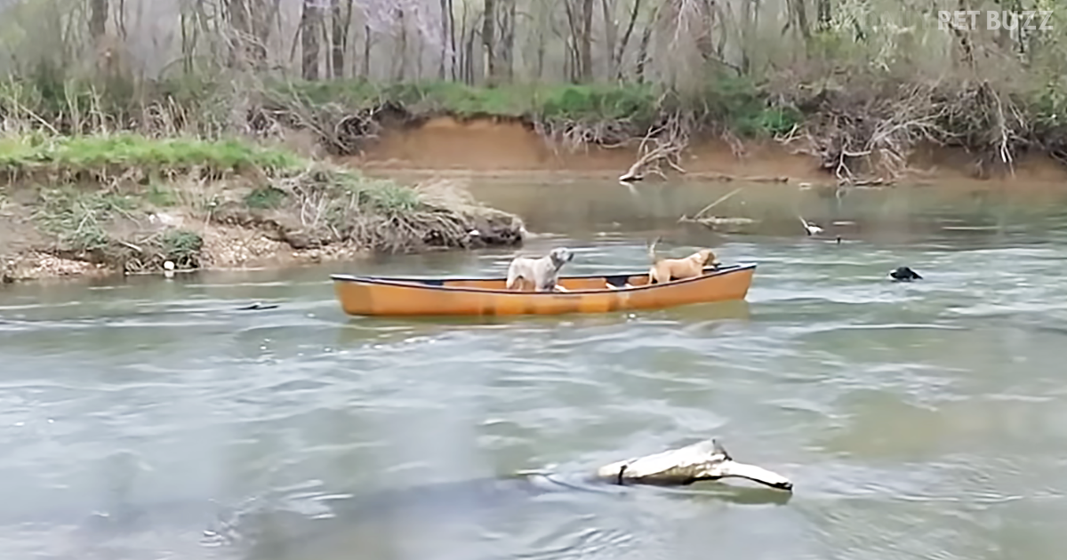 It Doesn't Matter How These Two Dogs Got Stranded In A Canoe, What Is Impressive Is Who Rescued Them