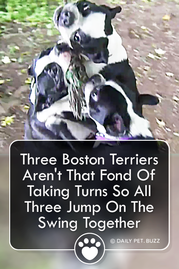 Three Boston Terriers Aren\'t That Fond Of Taking Turns So All Three Jump On The Swing Together