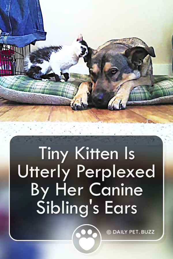 Tiny Kitten Is Utterly Perplexed By Her Canine Sibling\'s Ears