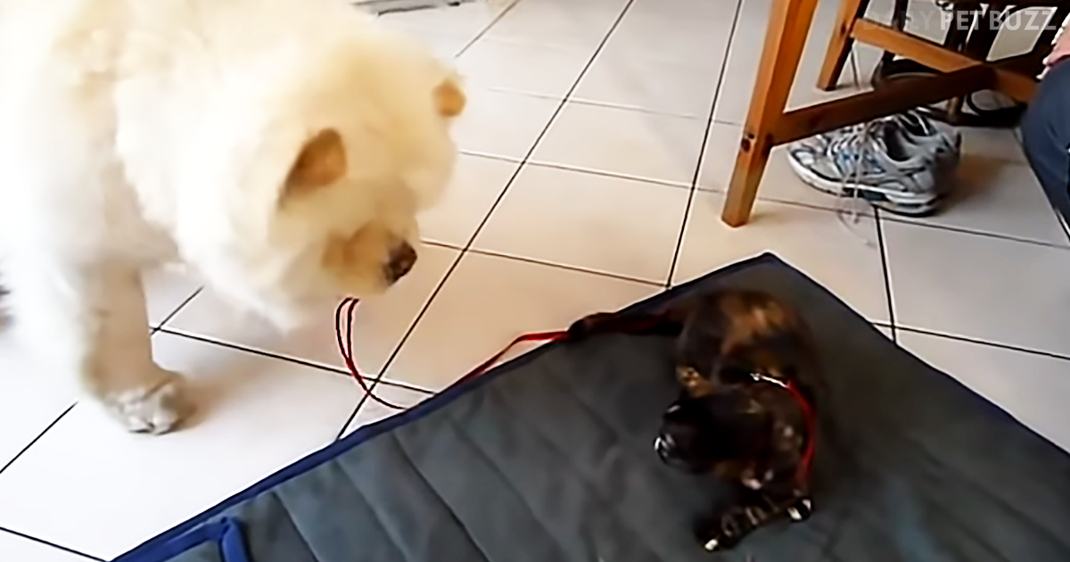 Chow Chow Pup Hilariously Tries To Take His Cat Best Friend For A Walk But The Cat Says 'No Way'