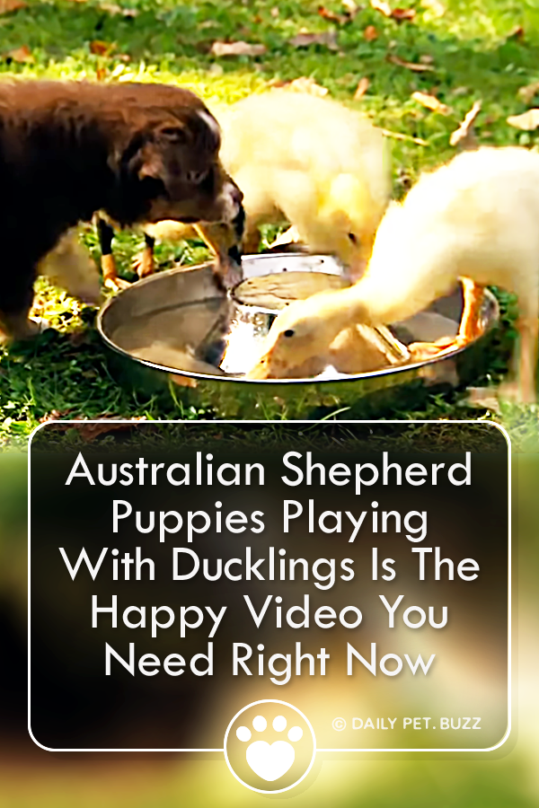 Australian Shepherd Puppies Playing With Ducklings Is The Happy Video You Need Right Now