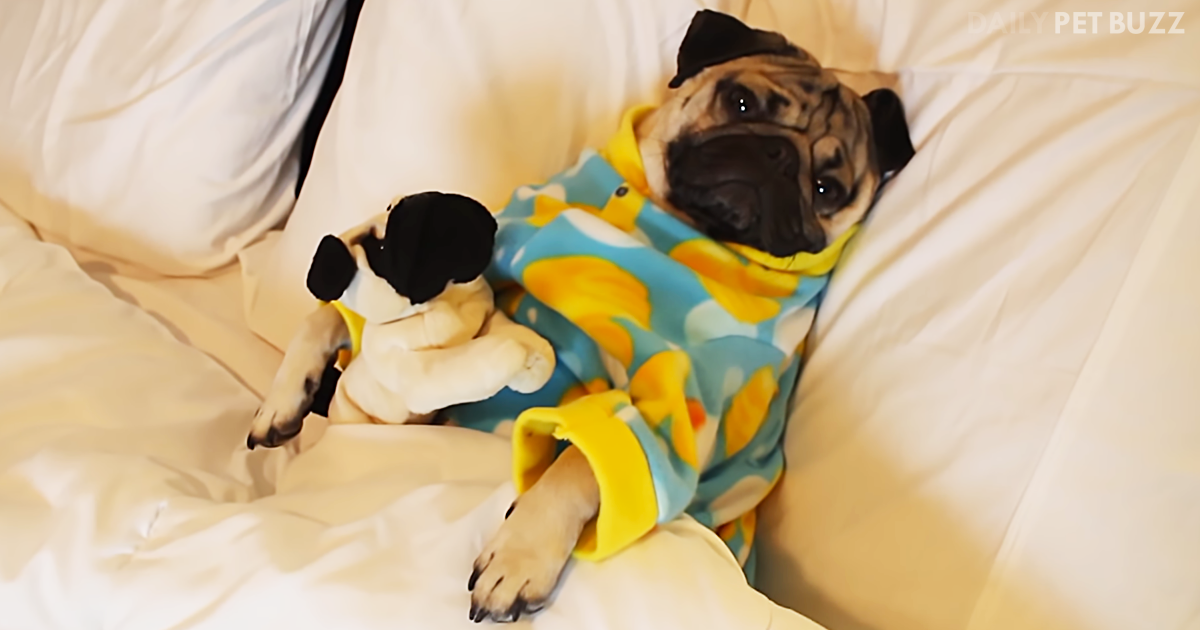 Doug The Pug Is Perfectly Precious In His Pyjamas