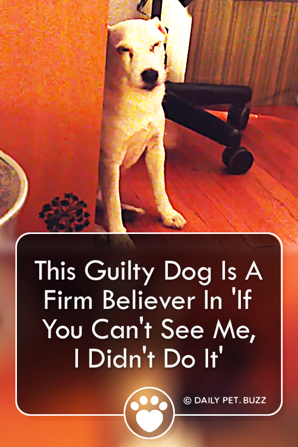 This Guilty Dog Is A Firm Believer In \'If You Can\'t See Me, I Didn\'t Do It\'