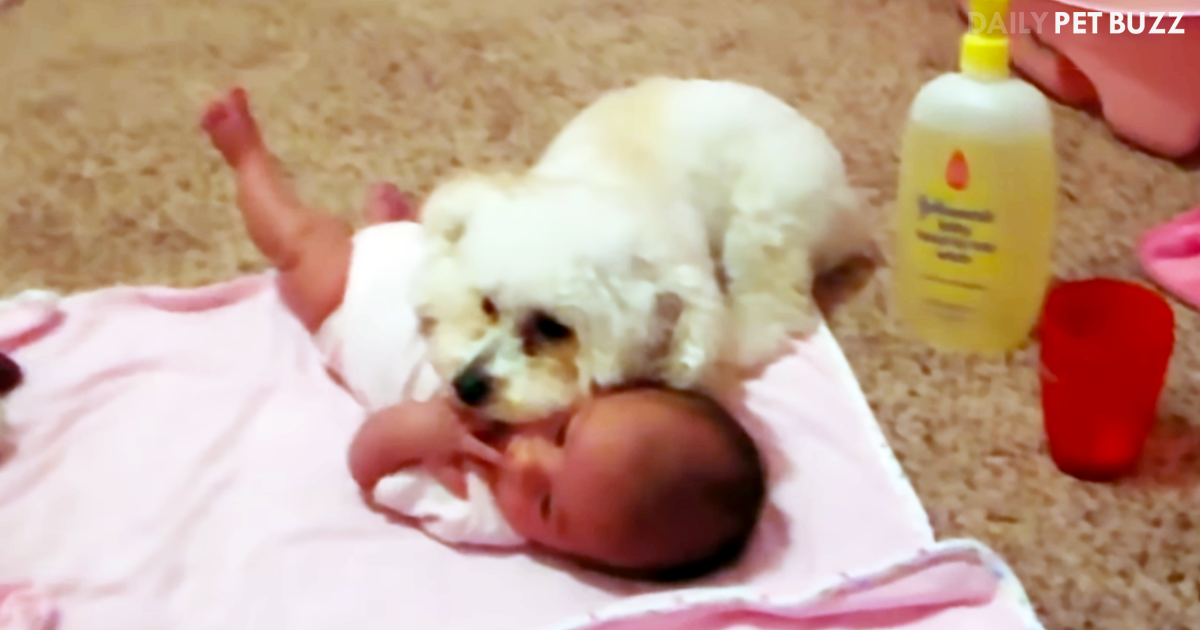 Tiny Pooch Bravely 'Protects' Newborn From The Scary Noise