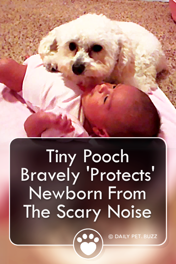 Tiny Pooch Bravely \'Protects\' Newborn From The Scary Noise