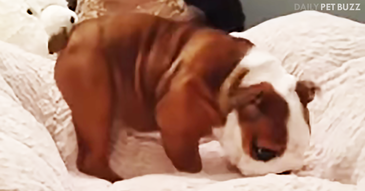 Chunk The Bulldog Puppy Gets A New Bed And He Can't Contain His Excitement