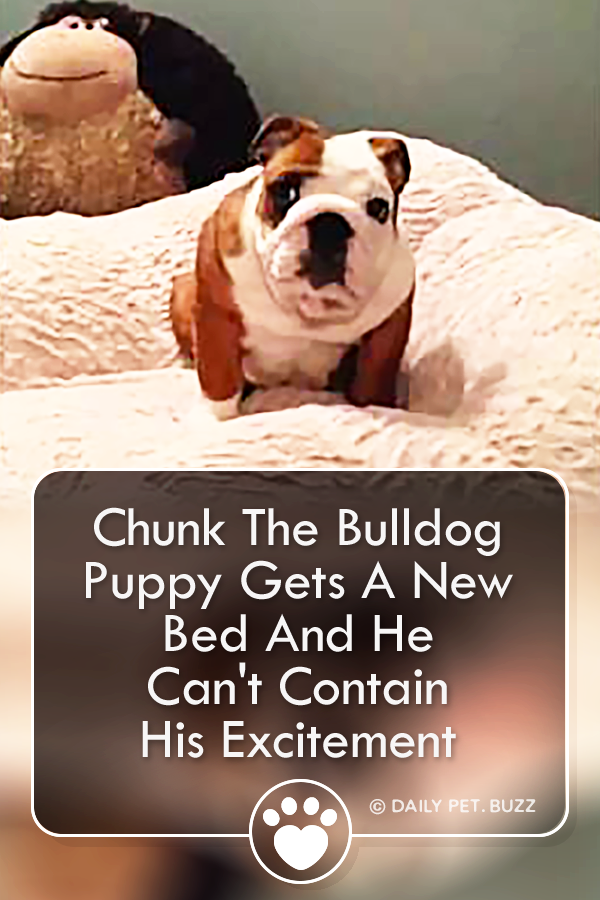 Chunk The Bulldog Puppy Gets A New Bed And He Can\'t Contain His Excitement