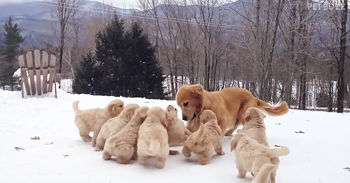 Golden Retriever Mommy Plays With Her Puppies In The Snow