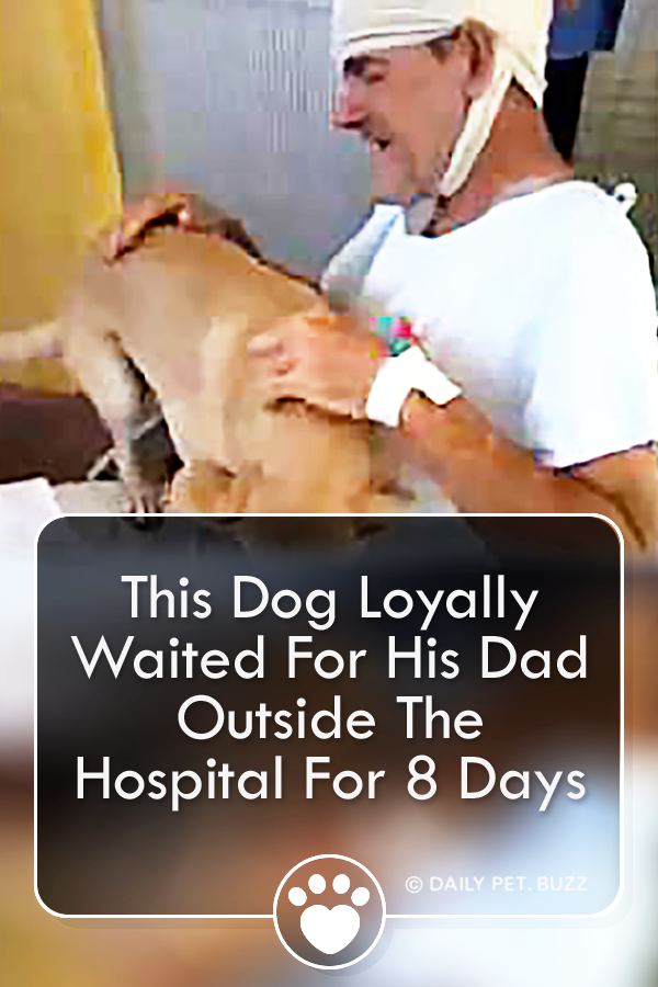 This Dog Loyally Waited For His Dad Outside The Hospital For 8 Days