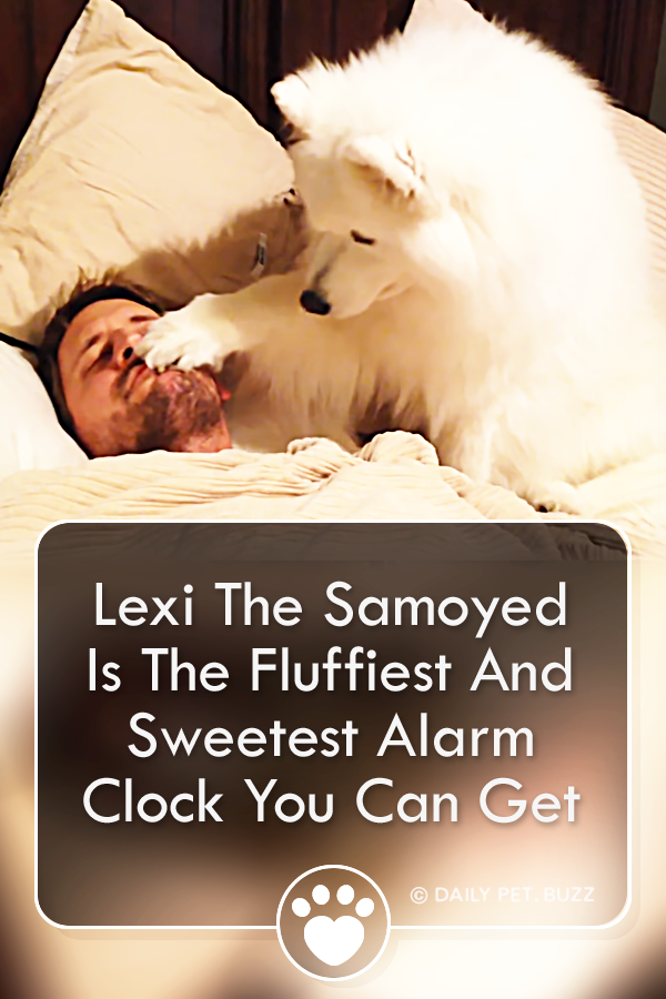 Lexi The Samoyed Is The Fluffiest And Sweetest Alarm Clock You Can Get
