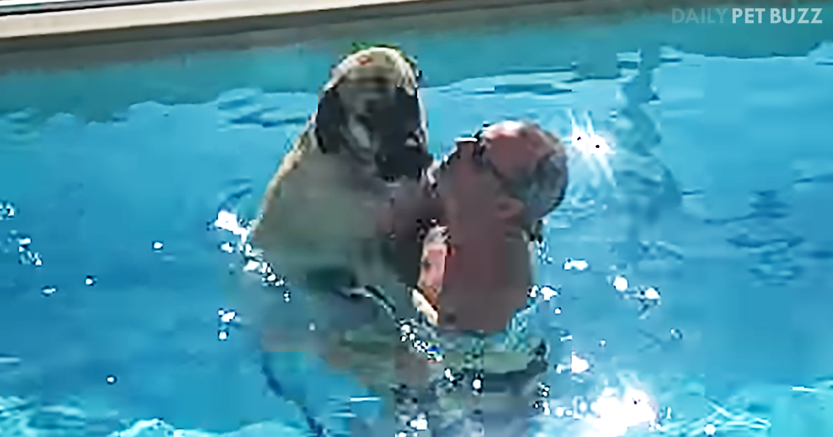 Giant English Mastiff Really Isn't Happy About His First Swimming Lesson