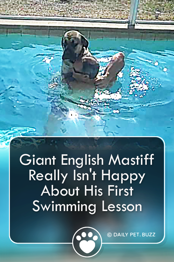 Giant English Mastiff Really Isn\'t Happy About His First Swimming Lesson