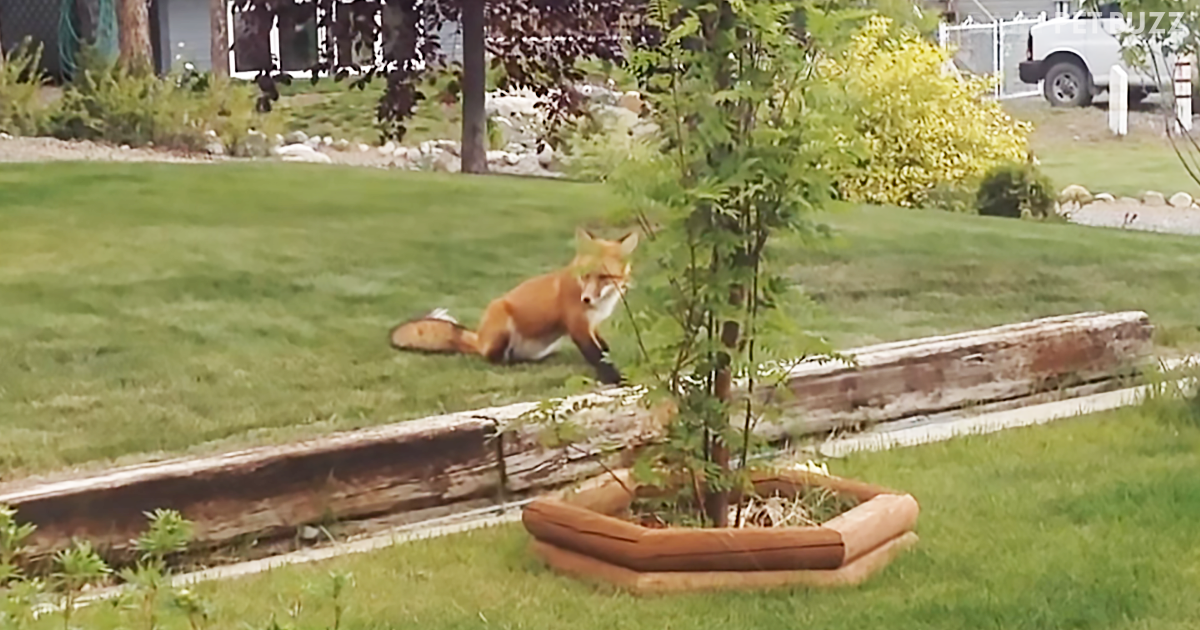 This Funny Pooch Was Not Happy When A Fox Stole His Toy In The Yard