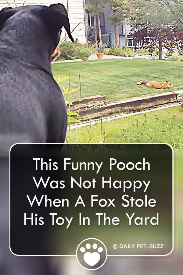 This Funny Pooch Was Not Happy When A Fox Stole His Toy In The Yard