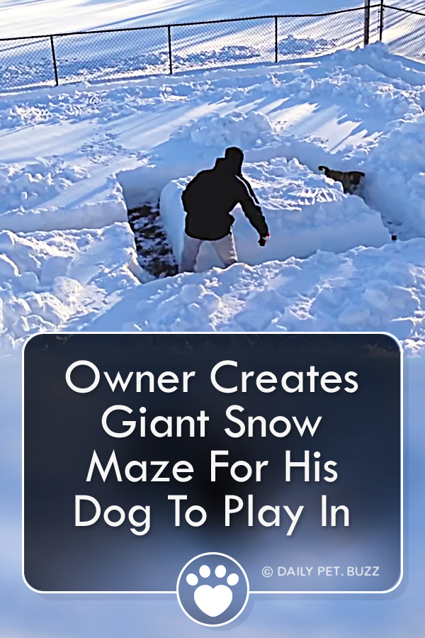 Owner Creates Giant Snow Maze For His Dog To Play In