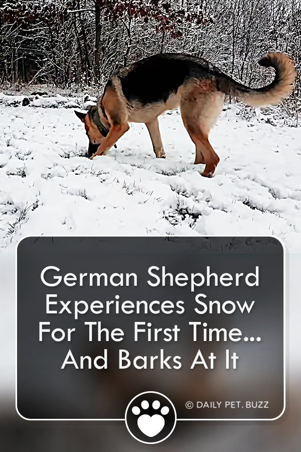 German Shepherd Experiences Snow For The First Time... And Barks At It