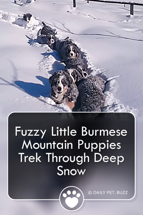 Fuzzy Little Burmese Mountain Puppies Trek Through Deep Snow