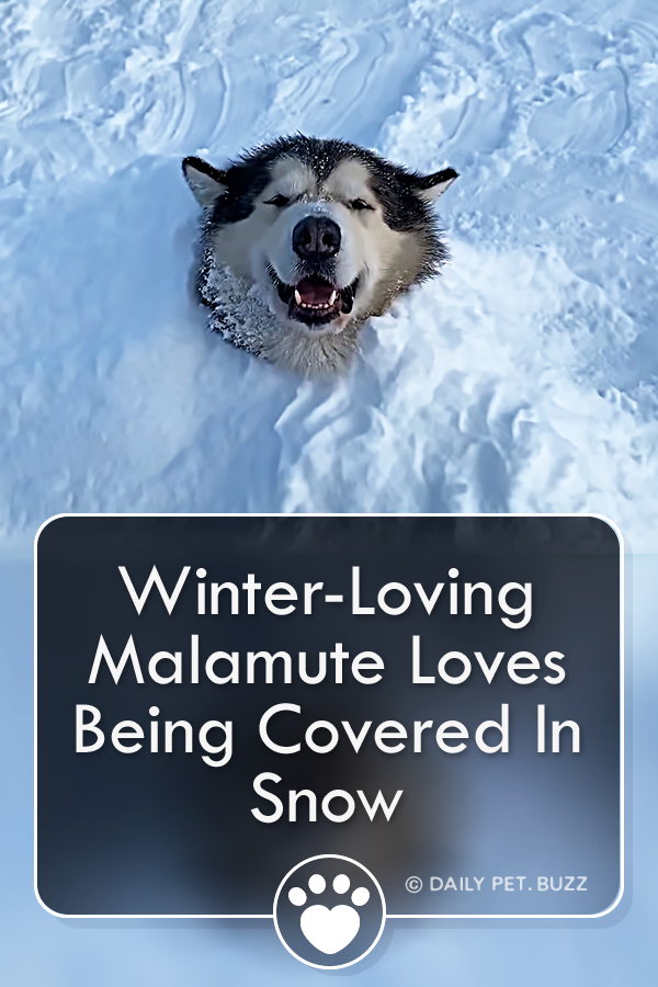 Smiling Malamute Loves Being Covered In Snow