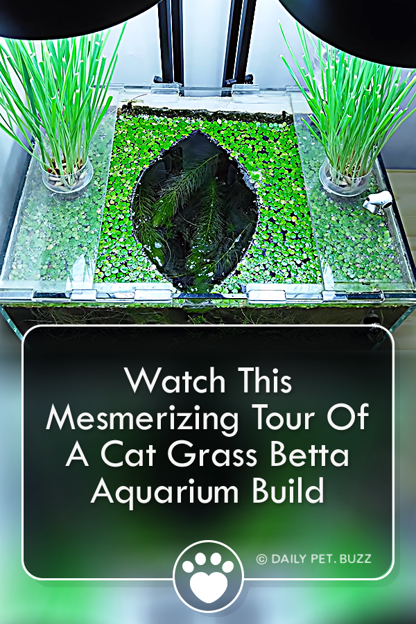 Watch This Mesmerizing Tour Of A Cat Grass Betta Aquarium Build