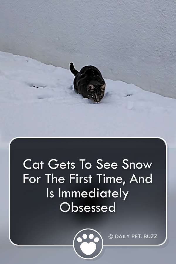 Cat Gets To See Snow For The First Time, And Is Immediately Obsessed
