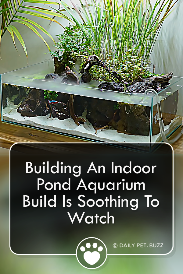 Building An Indoor Pond Aquarium Build Is Soothing To Watch