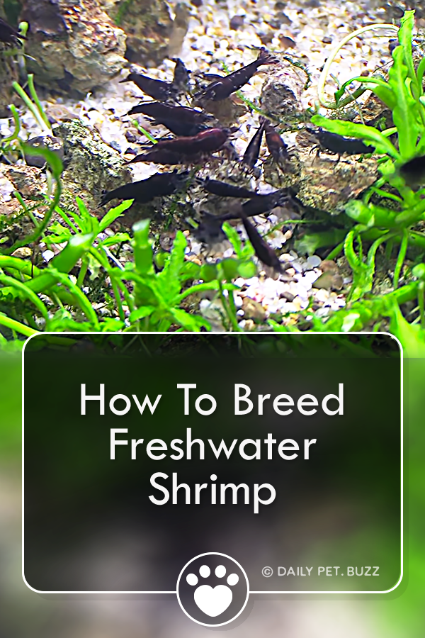 How To Breed Freshwater Shrimp