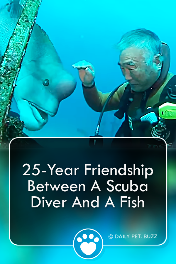 25-Year Friendship Between A Scuba Diver And A Fish