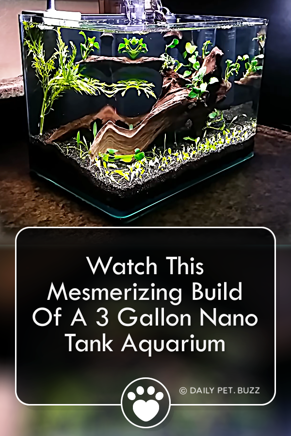 Watch This Mesmerizing Build Of A 3 Gallon Nano Tank Aquarium