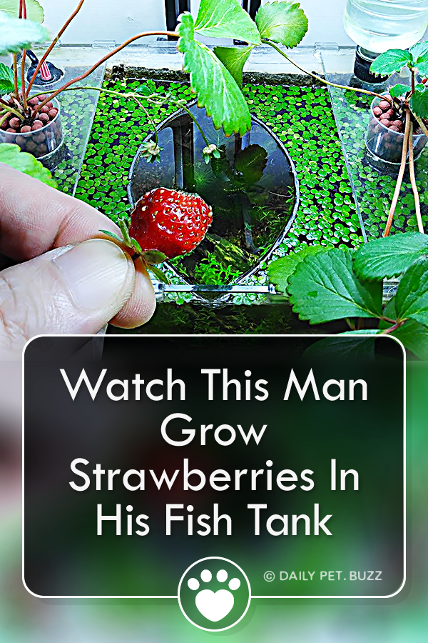 Watch This Man Grow Strawberries In His Fish Tank