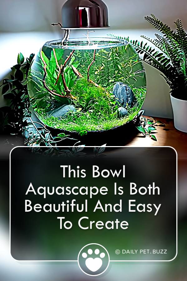 This Bowl Aquascape Is Both Beautiful And Easy To Create