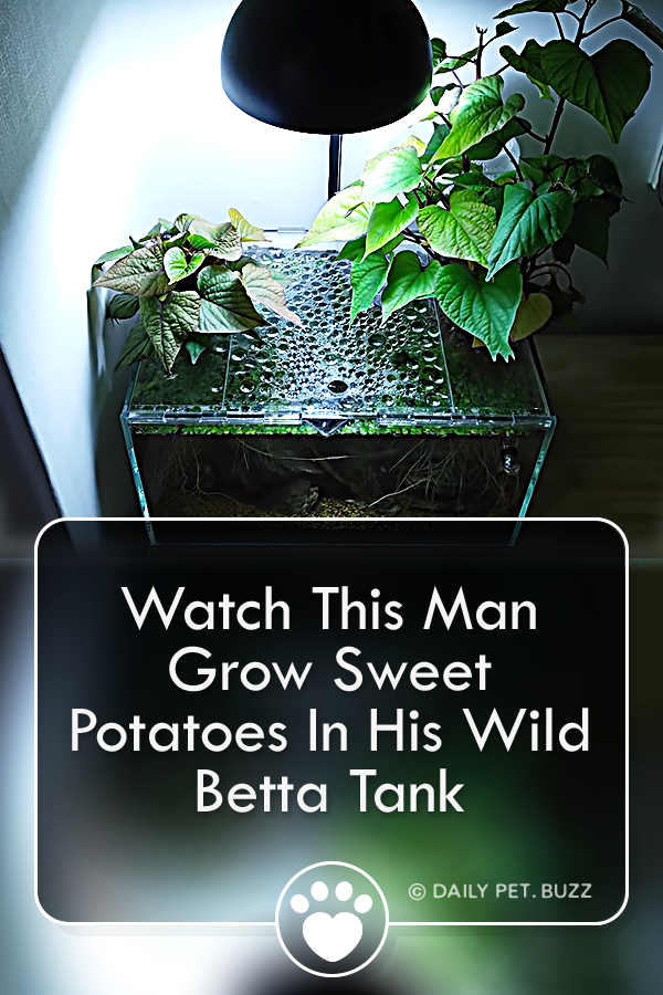 Watch This Man Grow Sweet Potatoes In His Wild Betta Tank