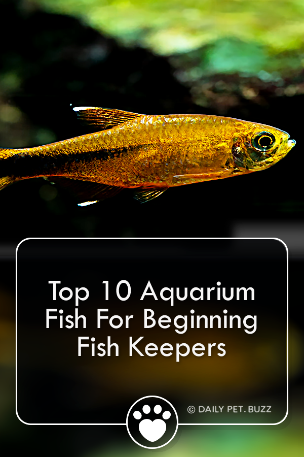 Top 10 Aquarium Fish For Beginning Fish Keepers
