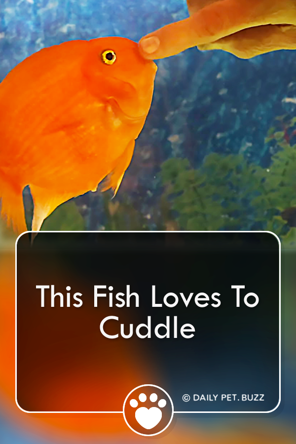 This Fish Loves To Cuddle