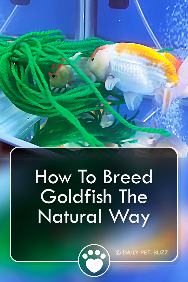 How To Breed Goldfish The Natural Way