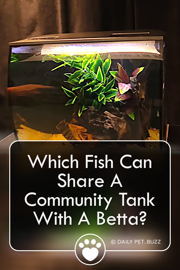 Which Fish Can Share A Community Tank With A Betta?
