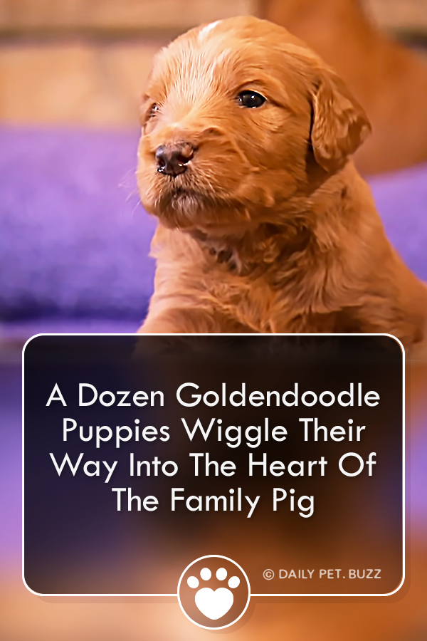A Dozen Goldendoodle Puppies Wiggle Their Way Into The Heart Of The Family Pig