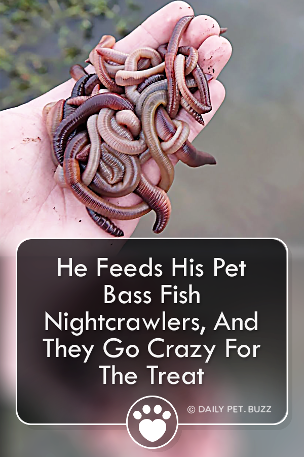 He Feeds His Pet Bass Fish Nightcrawlers, And They Go Crazy For The Treat