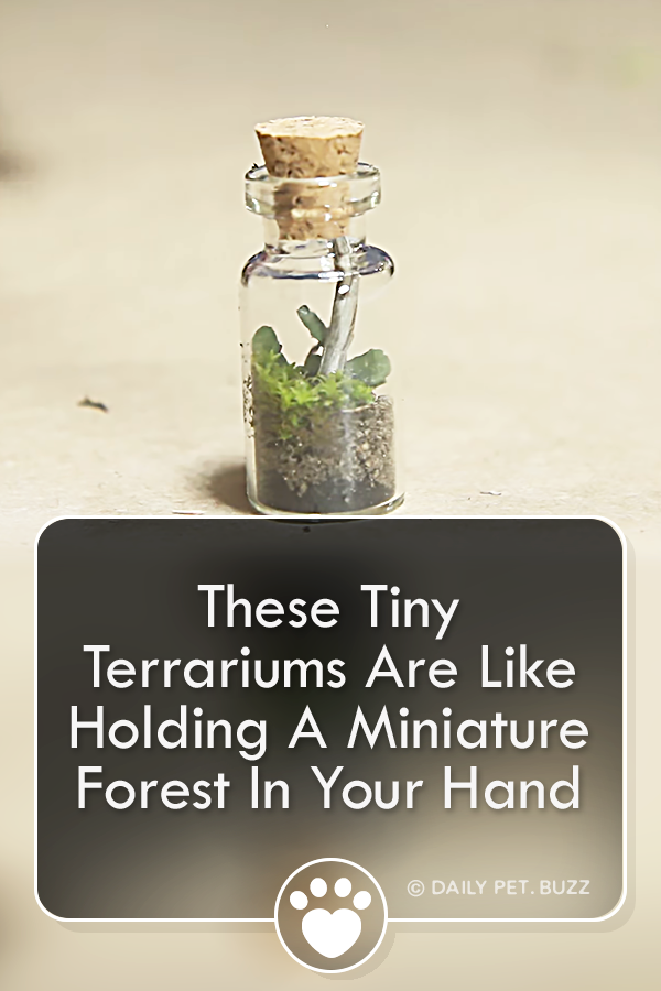 These Tiny Terrariums Are Like Holding A Miniature Forest In Your Hand