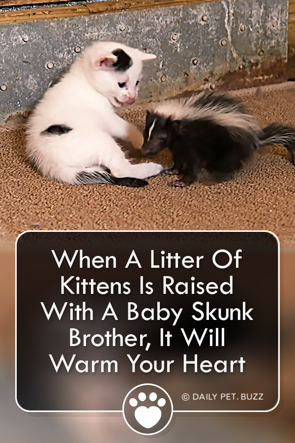 When A Litter Of Kittens Is Raised With A Baby Skunk Brother, It Will Warm Your Heart