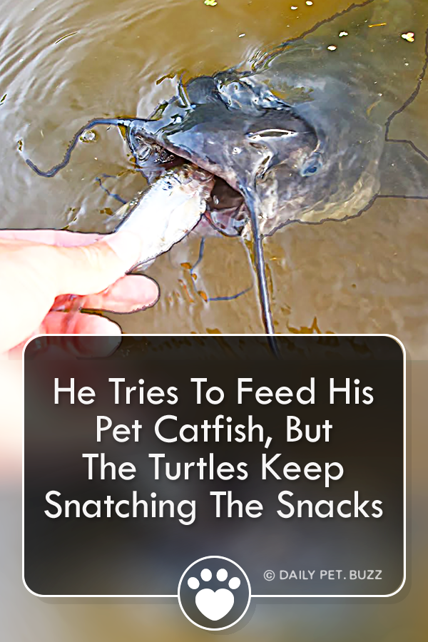 He Tries To Feed His Pet Catfish, But The Turtles Keep Snatching The Snacks