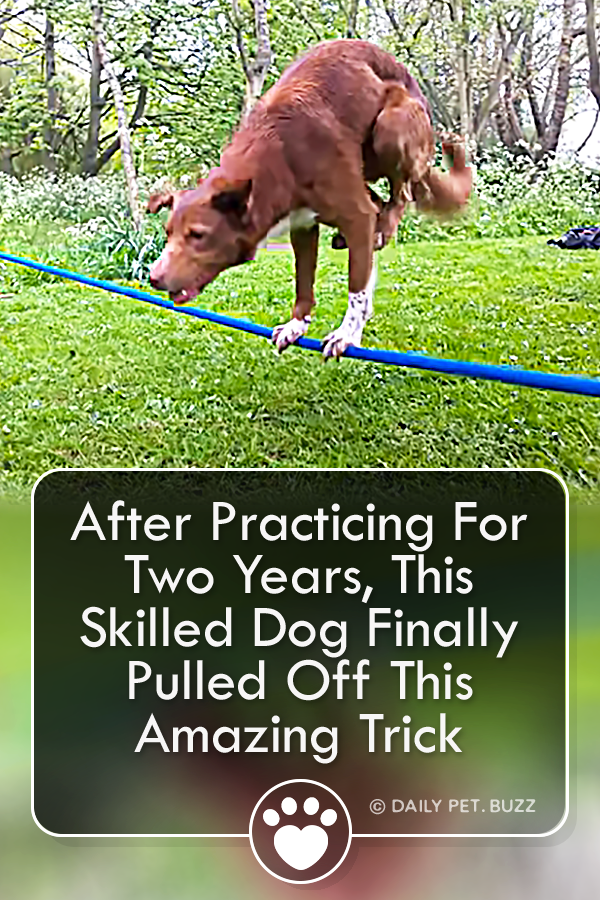 After Practicing For Two Years, This Skilled Dog Finally Pulled Off This Amazing Trick