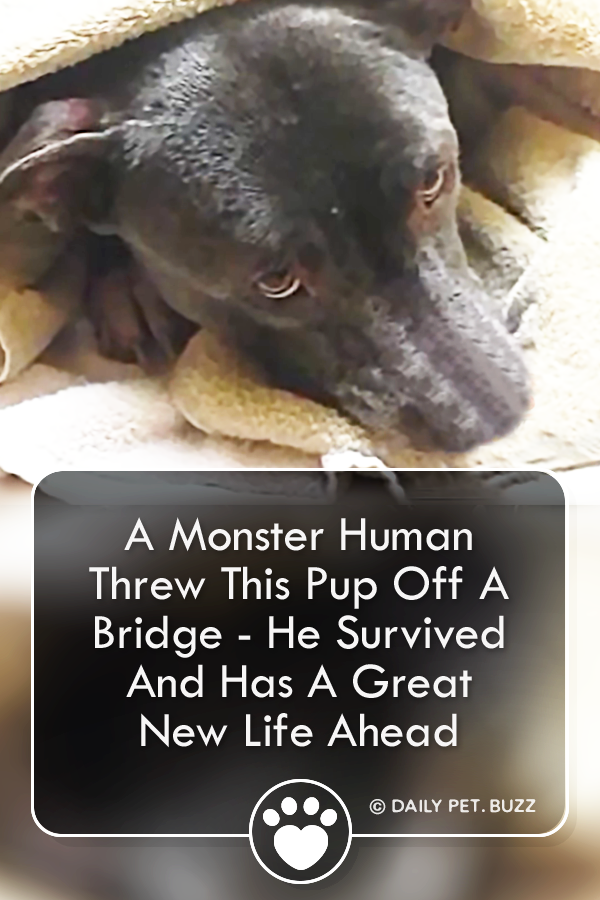 A Monster Human Threw This Pup Off A Bridge - He Survived And Has A Great New Life Ahead