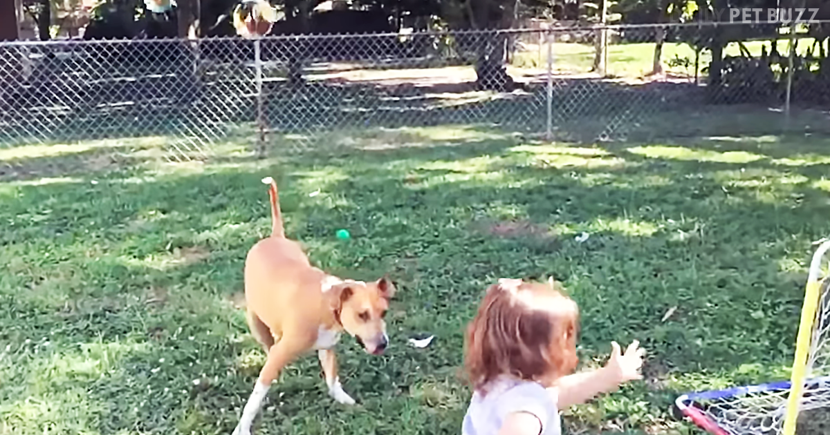 Watch This Dog's Face Change When He Realizes He's Going To Run Into His Sister