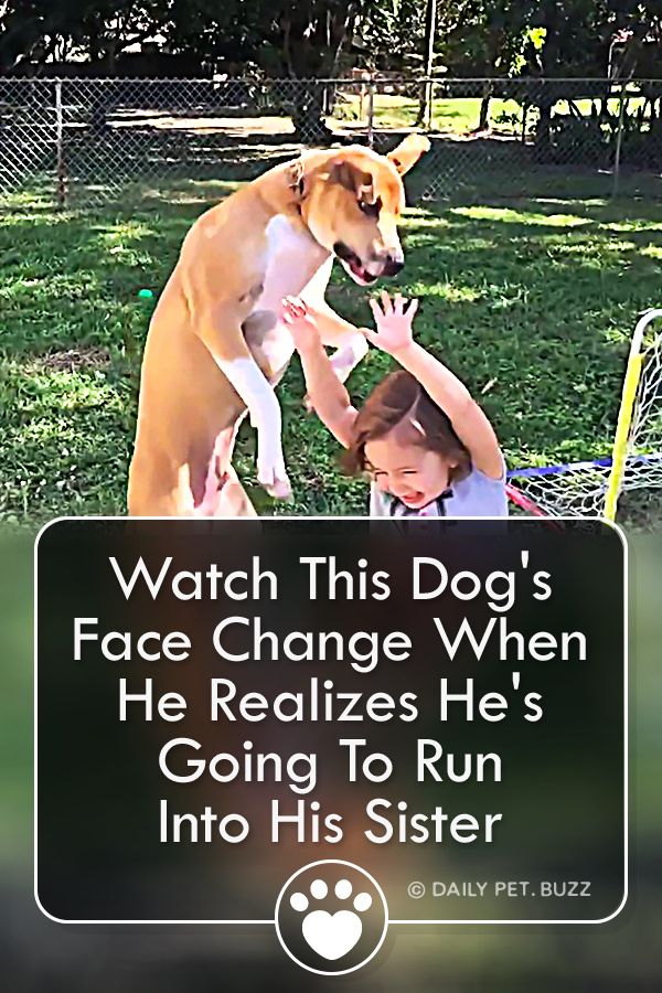 Watch This Dog\'s Face Change When He Realizes He\'s Going To Run Into His Sister